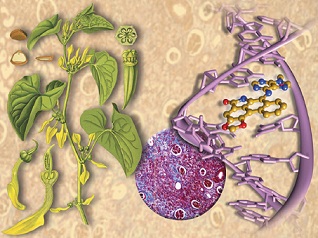 Aristolochic Acid Overview | Renaissance School Of Medicine At Stony ...